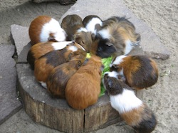 Stubenreines Meerschweinchen