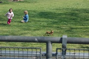 Den Hunden hinterher jagen - was gibt es besseres?